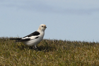 Plectrophenax nivalis